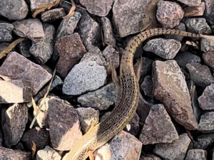 Desert Breeze Junk Removal of Las Vegas, NV