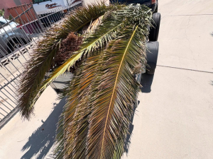 Desert Breeze Junk Removal of Las Vegas, NV