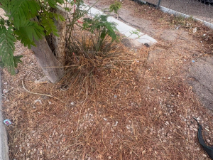 Desert Breeze Junk Removal of Las Vegas, NV