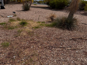 Desert Breeze Junk Removal of Las Vegas, NV